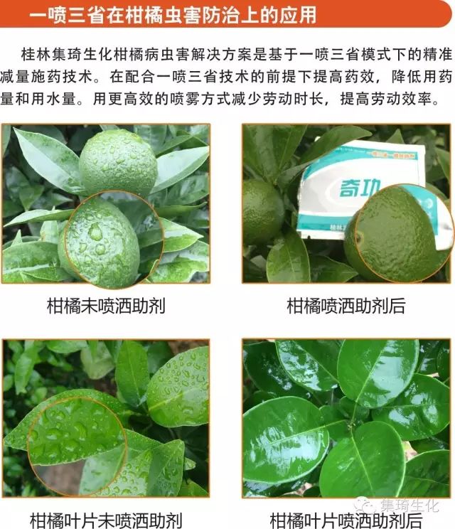 阿维菌素加上这些药效果翻倍,阿维菌素的特性和功效