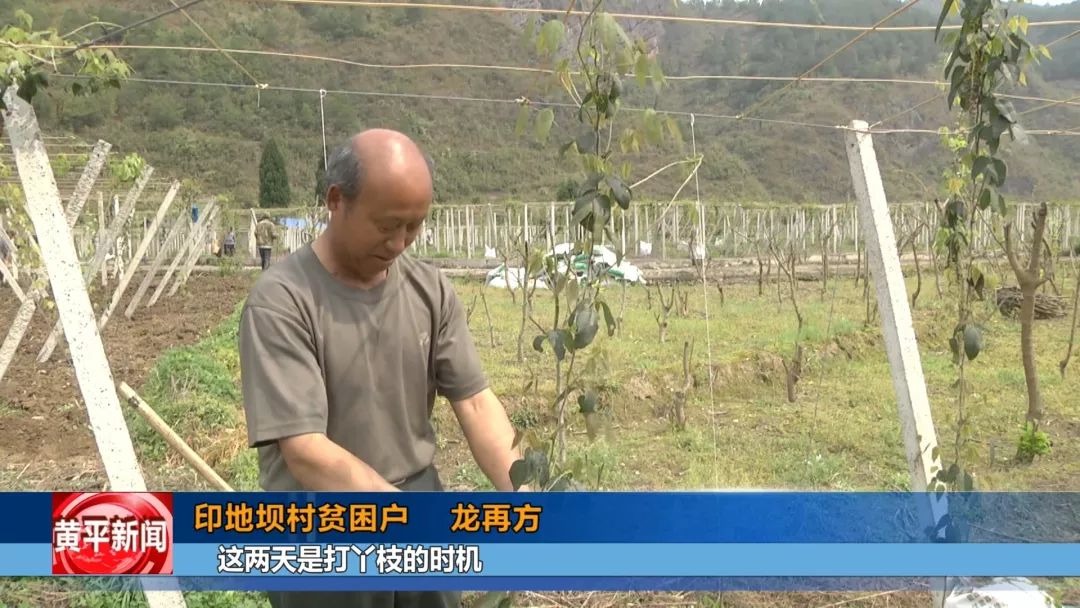 八月瓜，成为一碗水乡村民的增收“致富瓜”