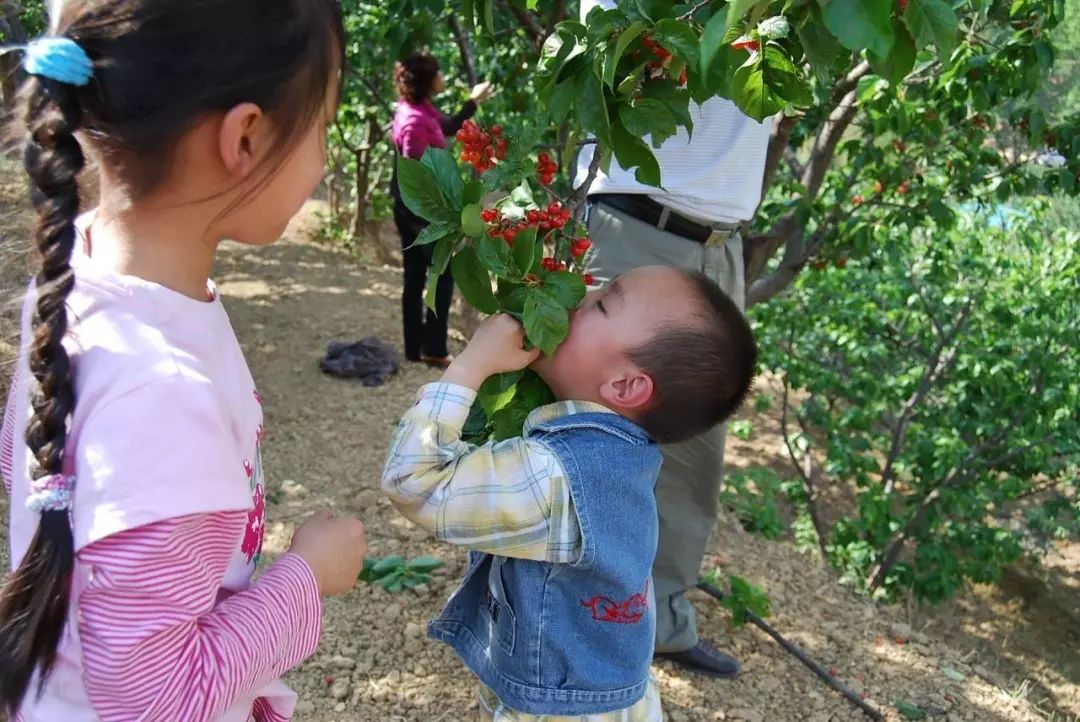 又一年樱桃采摘季,一年一度的大樱桃采摘模式已开启
