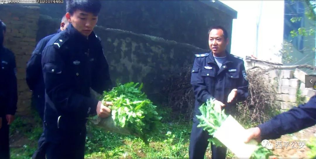 农妇种植522株烟被判刑,非法种植烟苗判刑