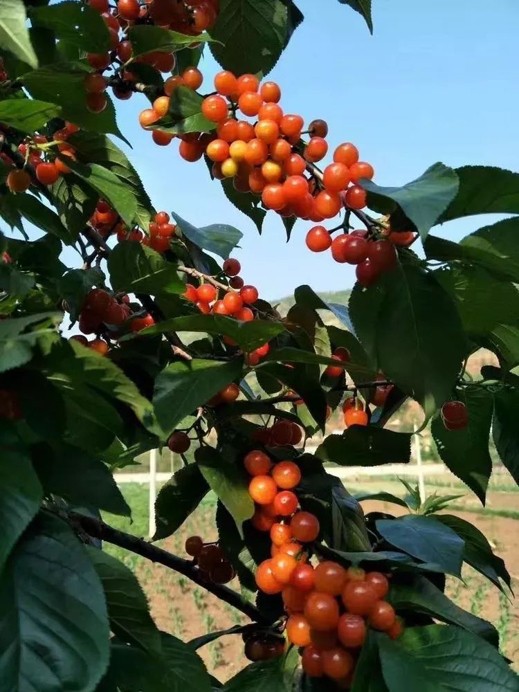 又一年樱桃采摘季,一年一度的大樱桃采摘模式已开启