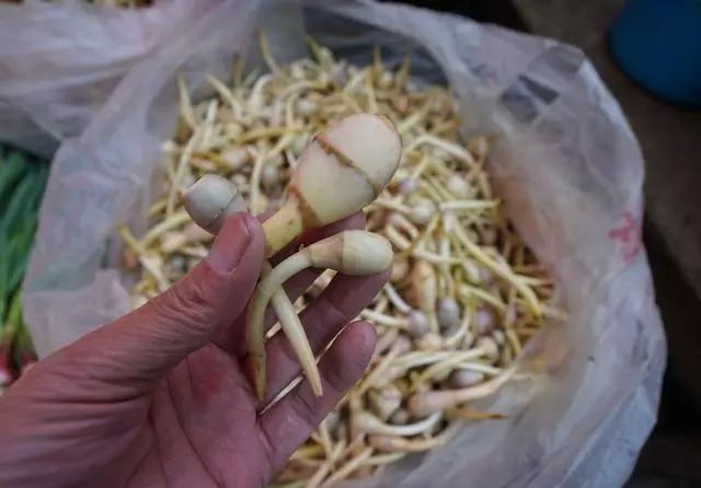 剑川菜市场,剑川县农贸市场买菜