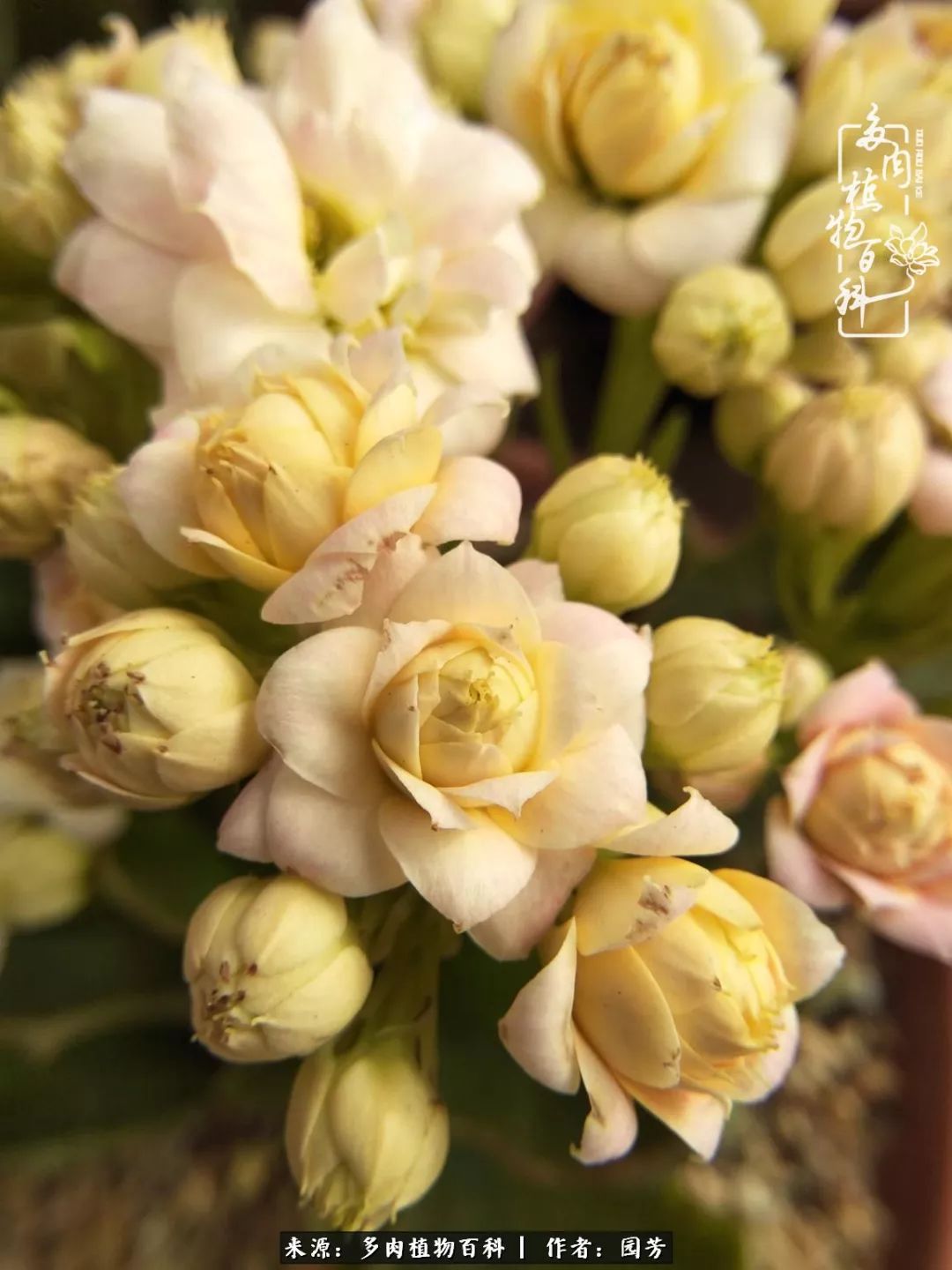 多肉开花最好看最好养前十名,多肉哪个品种开花最好看