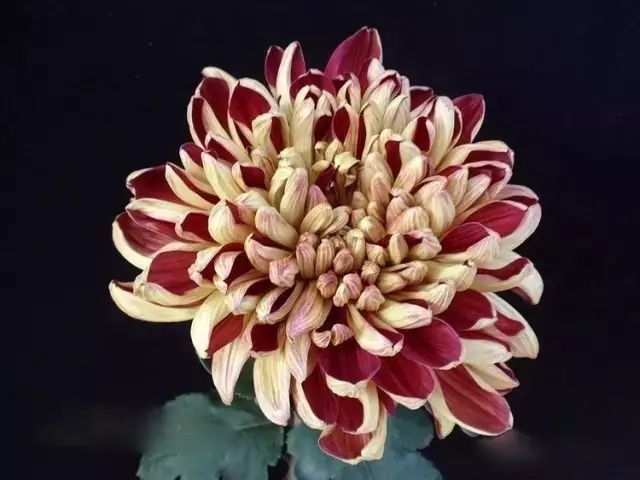 80种最美菊花高清图片,最具欣赏价值的菊花