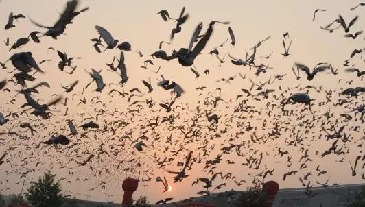 最贵赛鸽多少钱一只什么品种,天价赛鸽对鸽子有什么启示