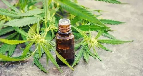 工业大麻发展情况,工业大麻产业发展前景