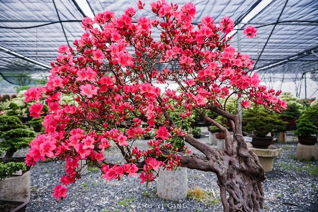 无锡赏花一日游,无锡春日樱花旅游攻略