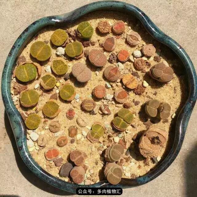 听说这段时间，肉友都在疯狂手撕屁屁？别了吧，再撕屁屁就烂了！