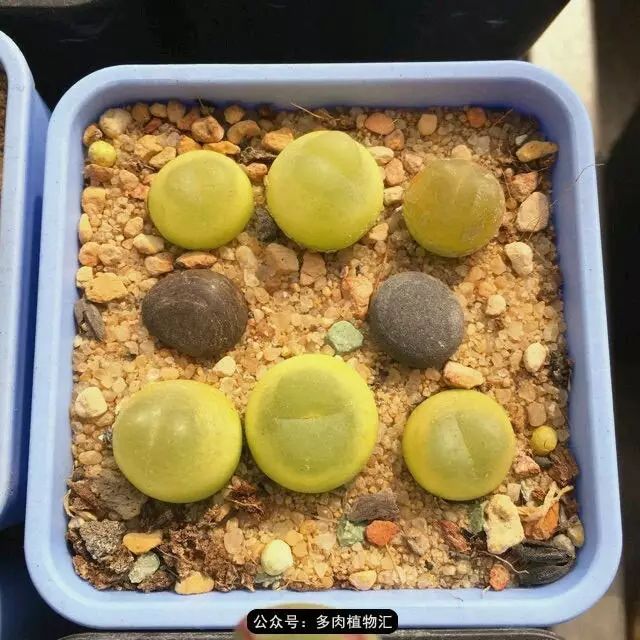 听说这段时间，肉友都在疯狂手撕屁屁？别了吧，再撕屁屁就烂了！