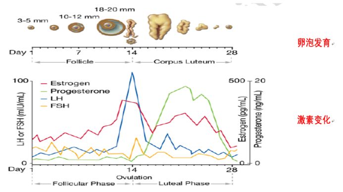 用排卵试纸测了2天都是一深一浅,用排卵试纸测出了有两条杠