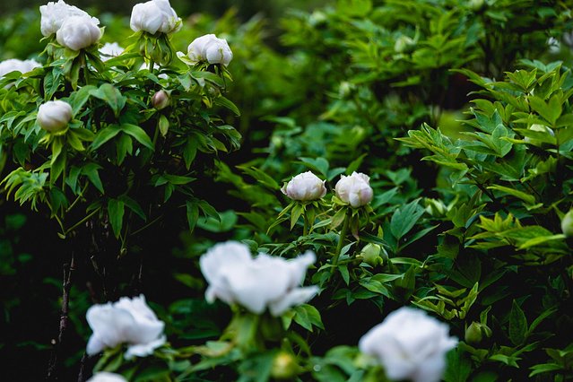 璞鍙ら兘涔嬬編,璞娌冲崡鍙戠幇涓嶄竴鏍风殑涓師涔嬬編