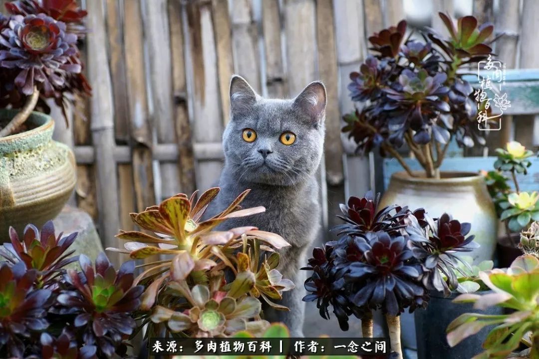 天敌Or天使：多肉与萌宠共处一室，究竟是谁的幸与不幸?