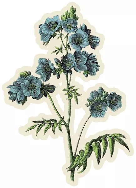 石斛花开等你来,石斛花开惊艳了时光