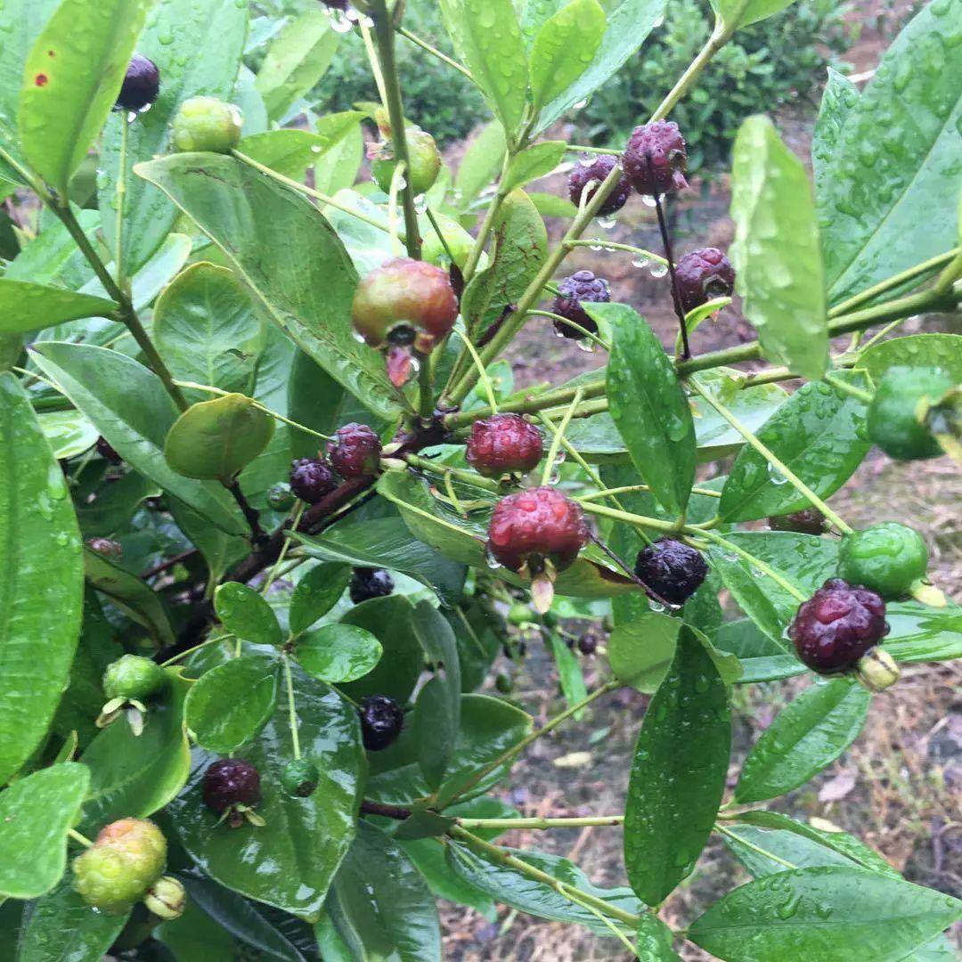 好消息水果特价优惠,广东巴西甜樱桃