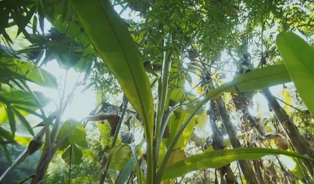 凌晨私奔、一夫六妻，水果圈的戏码你根本想不到