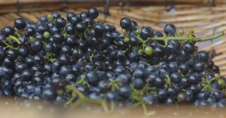 凌晨私奔、一夫六妻，水果圈的戏码你根本想不到