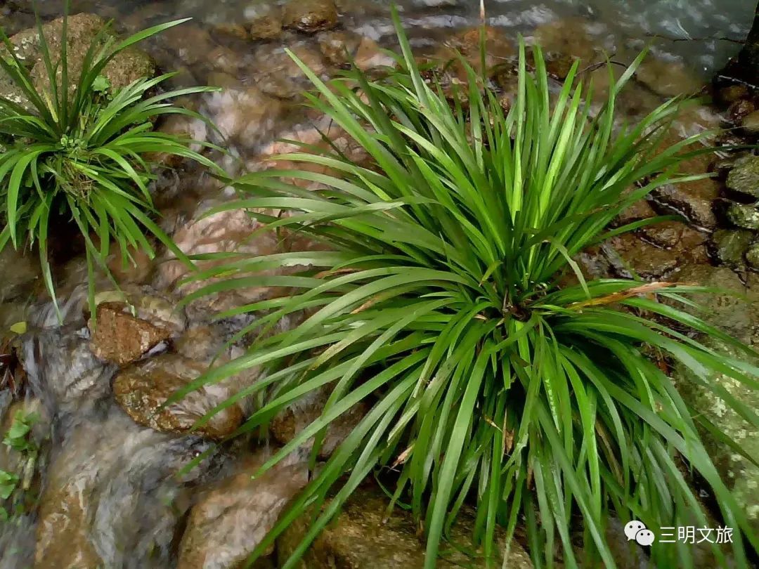 酒色销魂，来一碗南霞泥鳅粉吧！