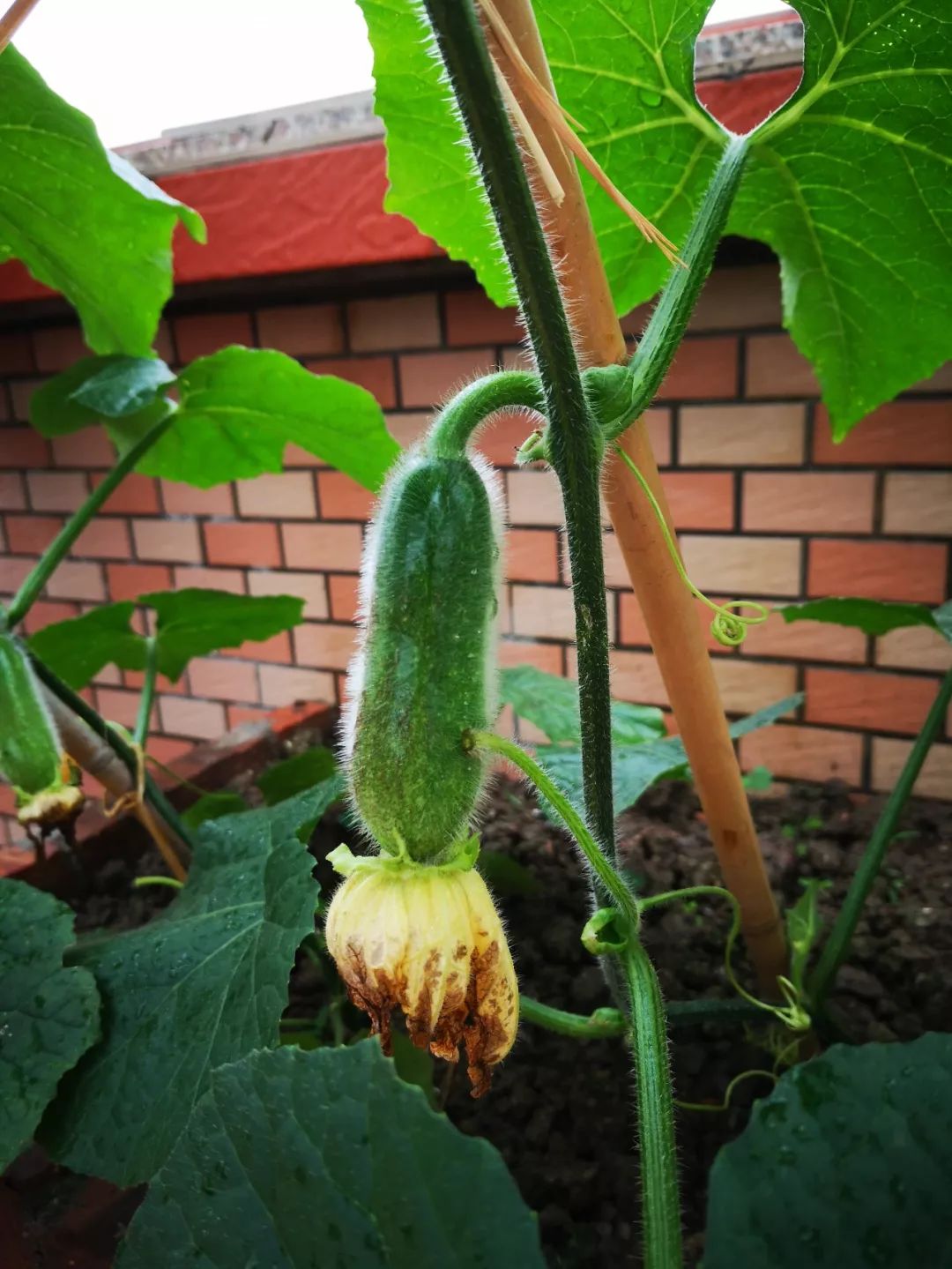 天台果园种植视频,天台农民的果园