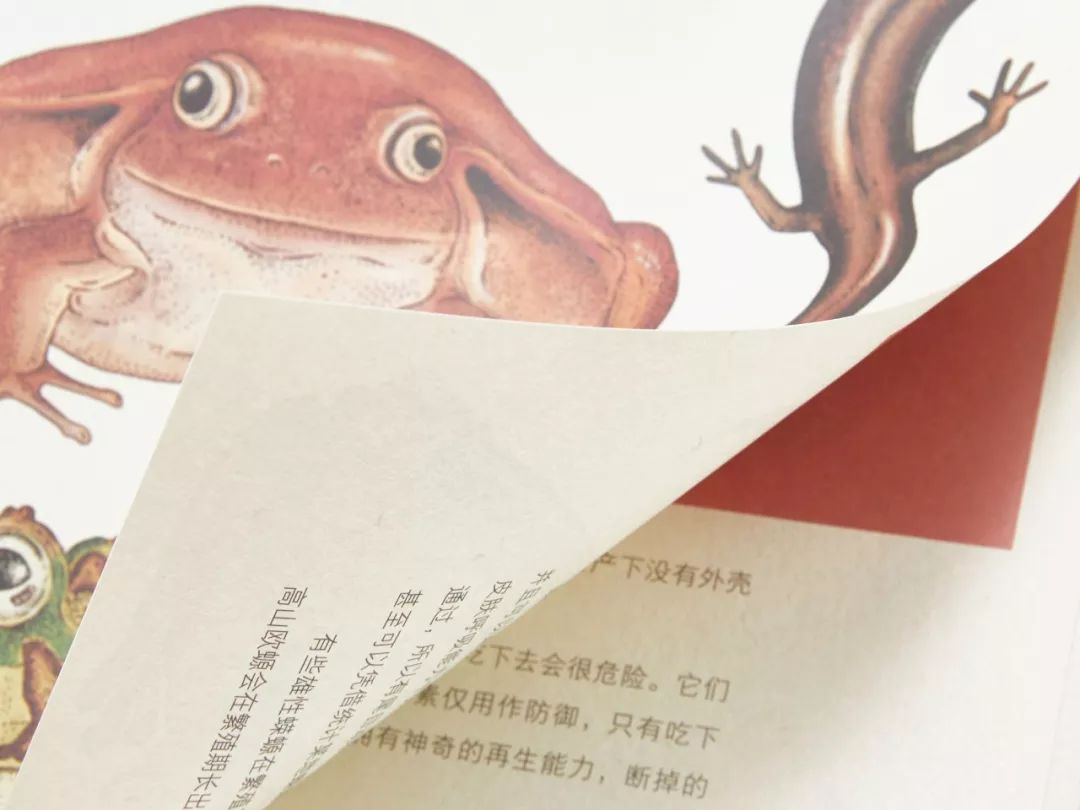 堪称一绝的野生动物画,世界动物画谱