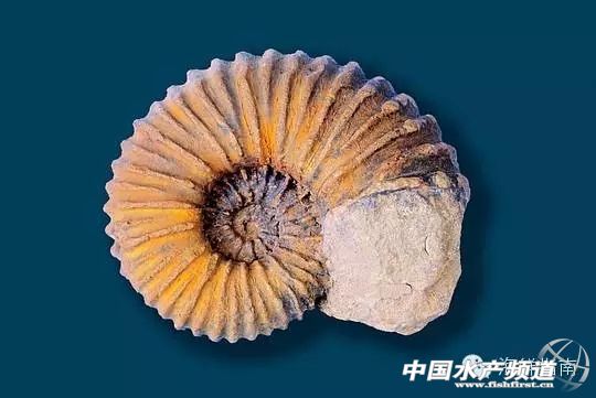 章鱼鱿鱼墨鱼乌贼区别,如何区分章鱼墨鱼鱿鱼