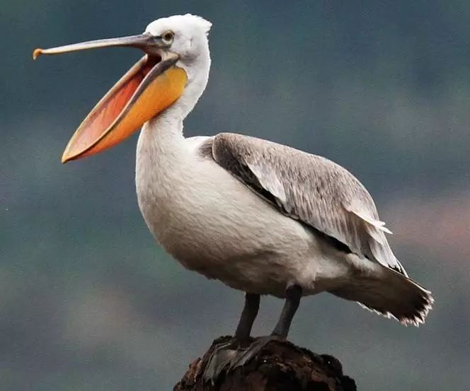 神奇动物巡展,昌吉环宇邻里中心