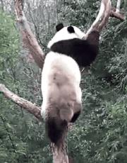 熊猫萌啦,熊猫萌