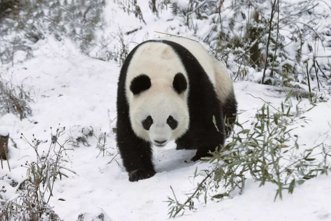 熊猫萌啦,熊猫萌化