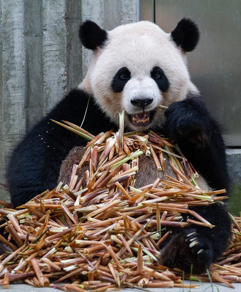 熊猫萌啦,熊猫萌