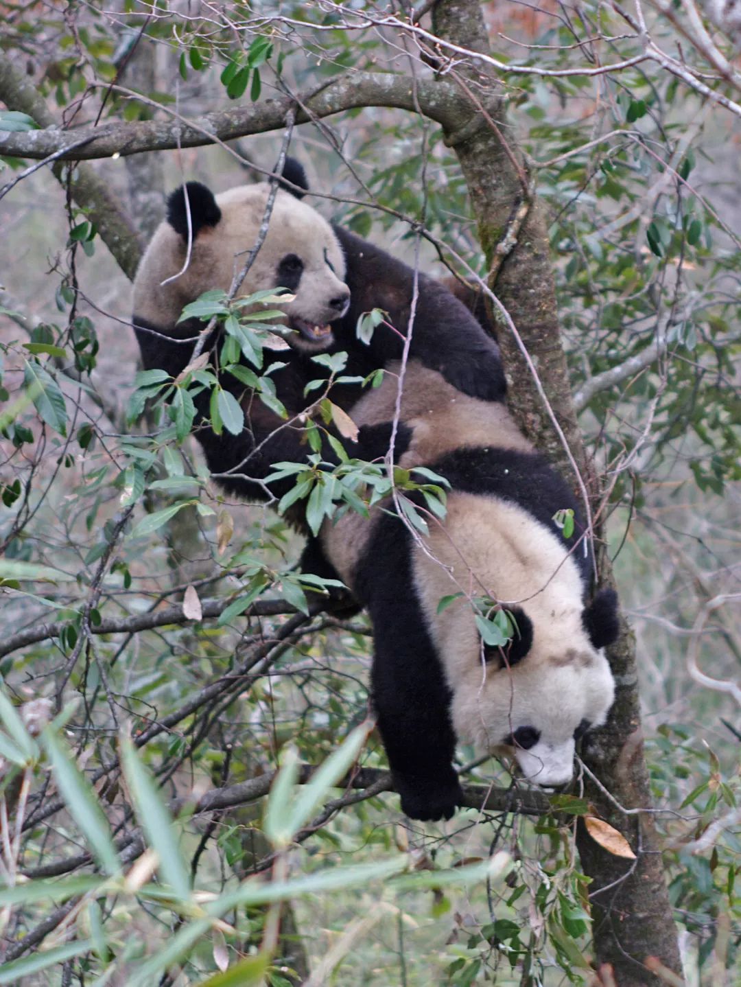 你才可爱你全家都可爱出处,你才可爱你全家都可爱怎么回