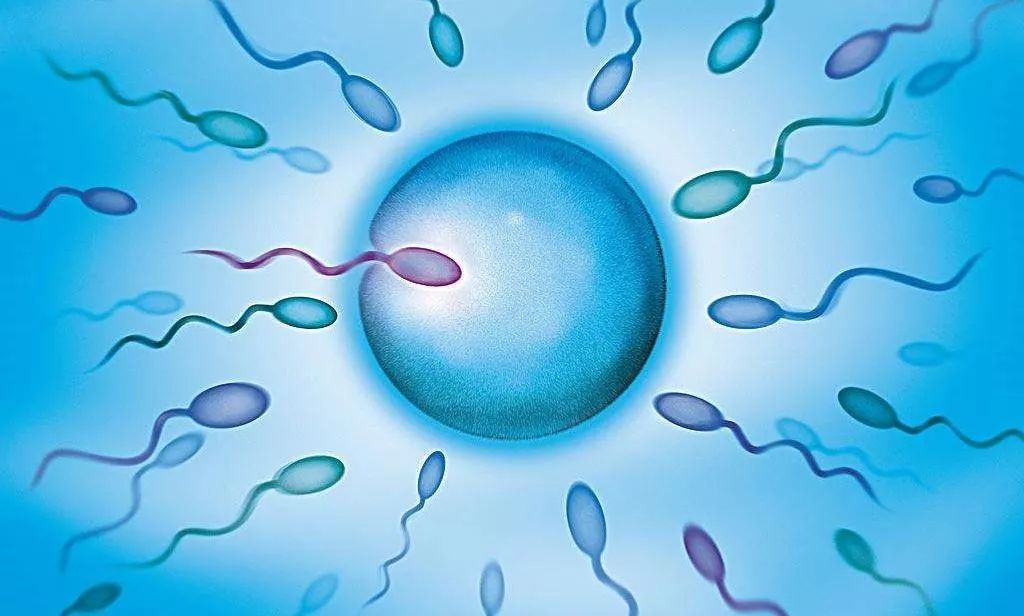 塑化剂带来的生殖毒性,人类摄入塑化剂会促使什么分泌