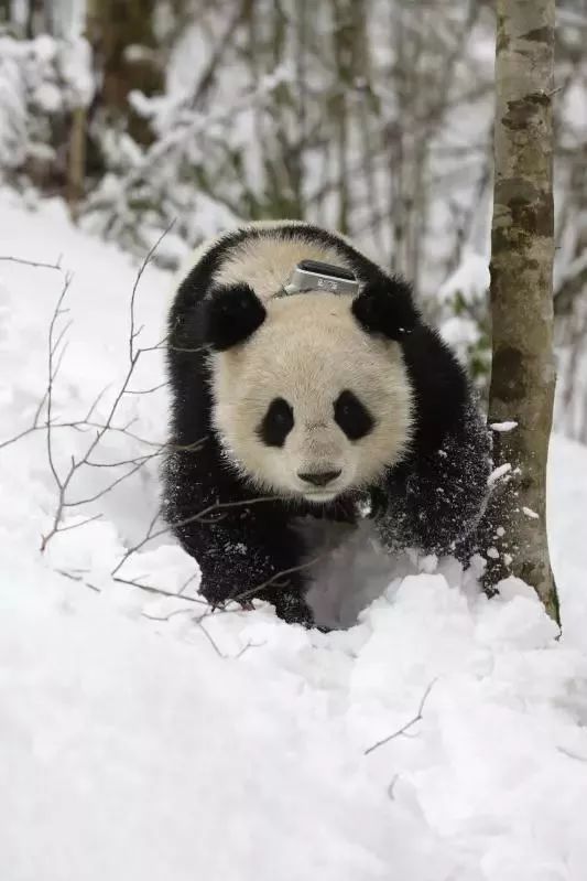 【荐读】熊猫:萌啥子哟,我是要雄起!