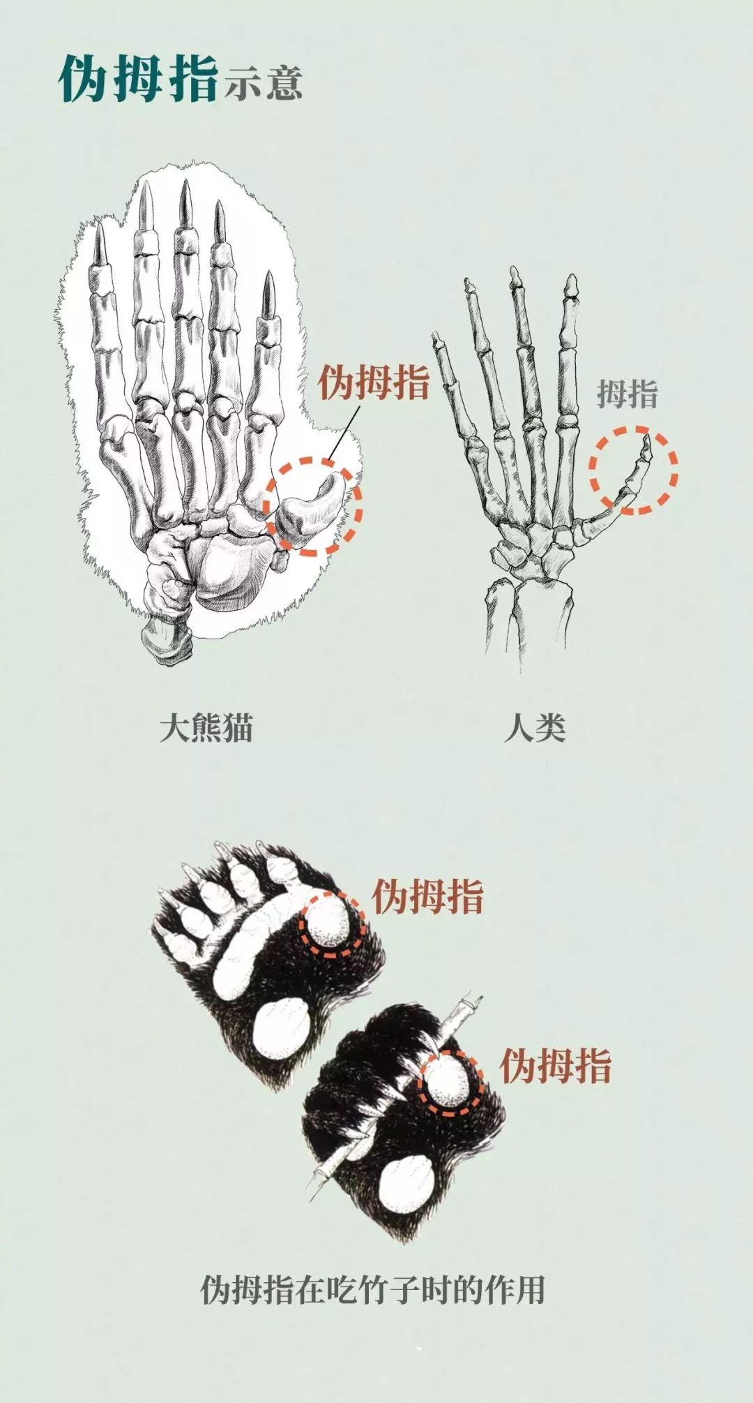 【荐读】熊猫:萌啥子哟,我是要雄起!