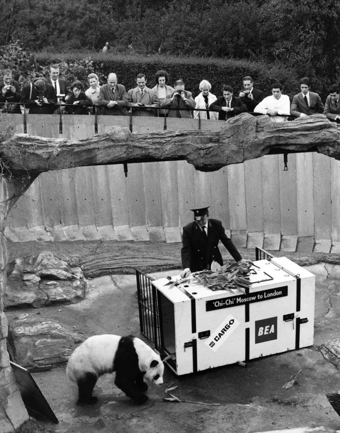 【荐读】熊猫:萌啥子哟,我是要雄起!