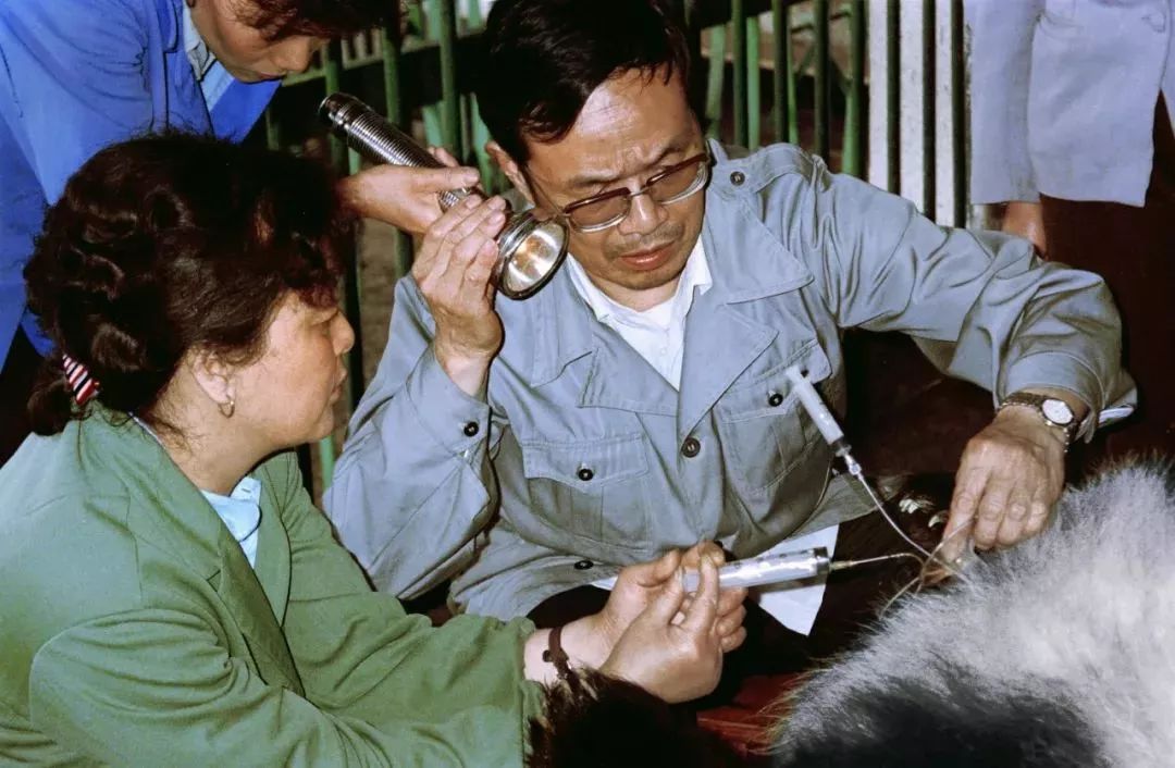 【荐读】熊猫:萌啥子哟,我是要雄起!