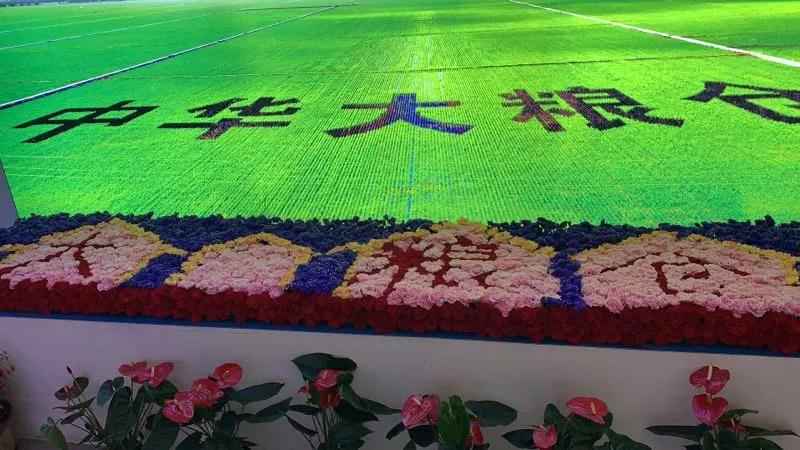 总书记来到世园会黑龙江馆，“花仙子”导游推介龙江园艺特色！