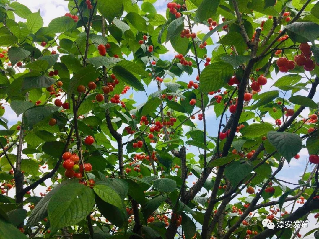 五一去千岛湖要预约吗,五一杭州千岛湖自驾游攻略