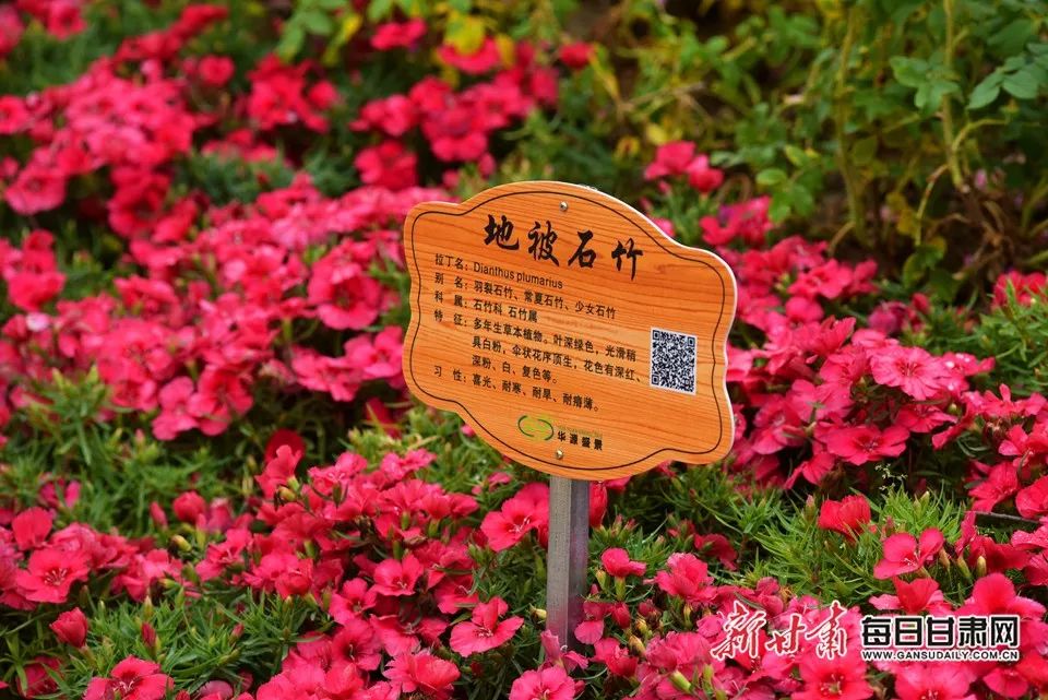 世园会甘肃园美丽的丝路画卷,飞天舞蹈表演甘肃