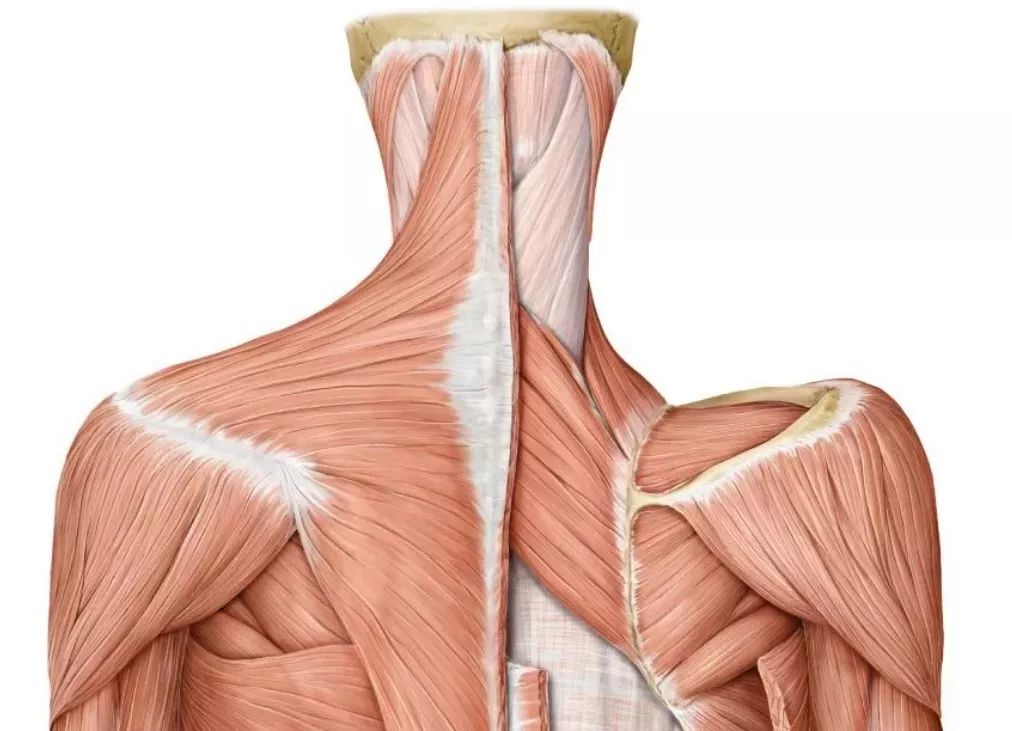 童星逆袭式长大后的样子,童星逆袭到世界冠军