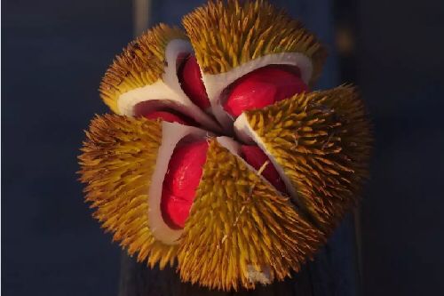喜欢吃榴莲的人有钱,真正爱吃水果的人