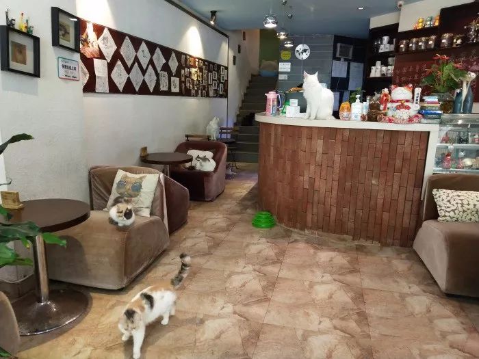 来成都享受美景美食，顺便挼（ruá）个猫可好？