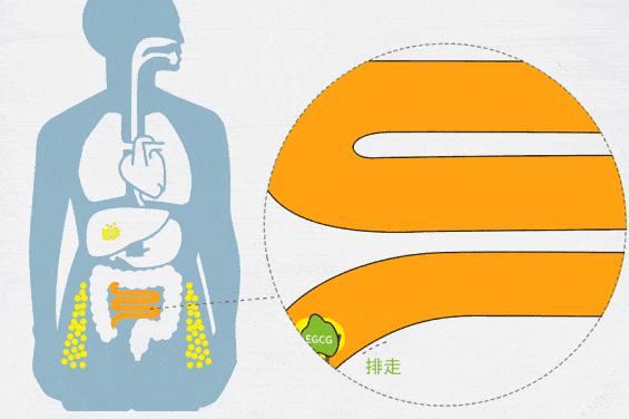 日本减肥小粉丸一盒400粒,日本小粉丸一盒400粒
