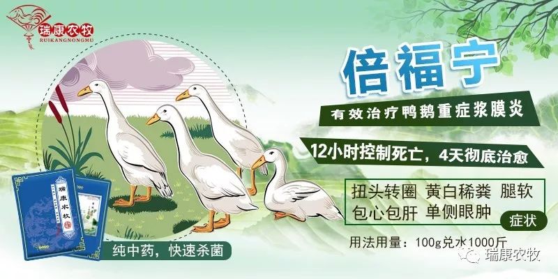 鹅呼吸道+腿软混感怎么治疗？（特效组合最有效）