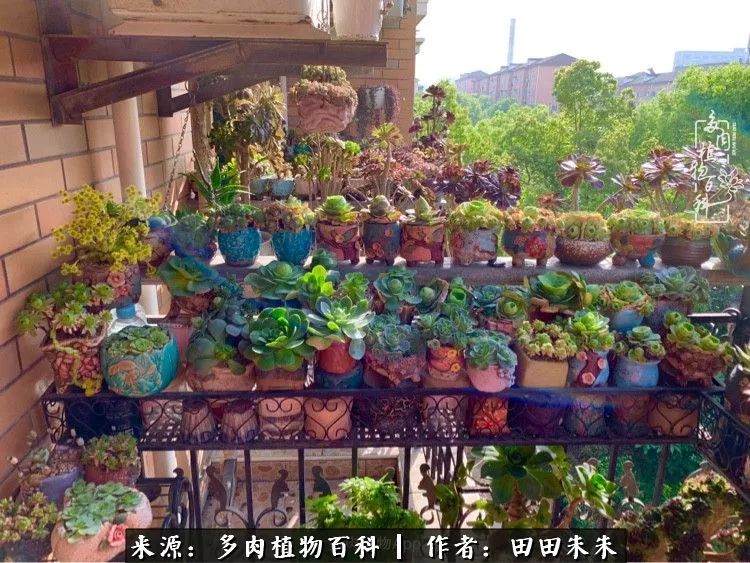 山地玫瑰爆侧芽要怎样养护,适合新手养的山地玫瑰