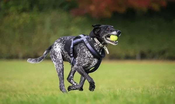 甯﹁柂鎾哥嫍宸ヤ綔鎷涜仒,鎾哥嫍鎷涜仒