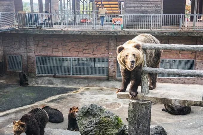 日本九州的宝藏,日本大量宝藏被发现