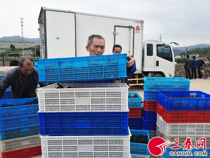 养殖龙虾几月下苗好,五月龙虾正肥时百亩秧苗迎春长