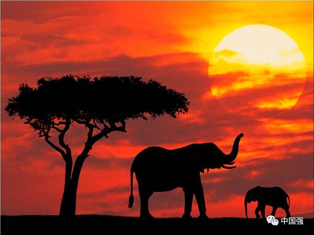 伴随着狂野奢华，用不一样的视角打开动物天堂