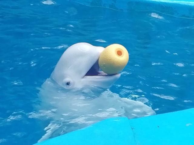 与海狮互动亲吻,亲吻海洋动物