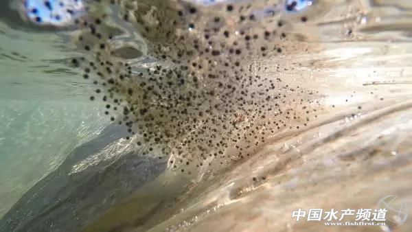 养林蛙的十大忠告,林蛙养殖前景南方养林蛙