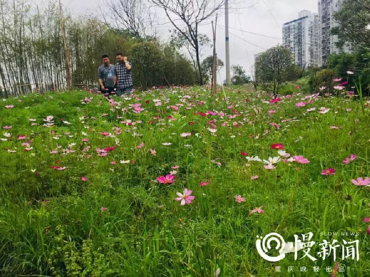 渣滓堆“变”花海，江北的颜值又提升了！